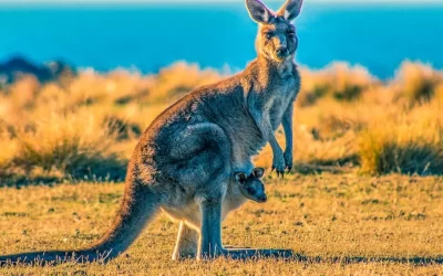 When Is The Best Time to Visit Australia A Guide for US Travelers